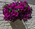 Fuchsia colored petunias against a white brick wall