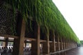 Hanging plants on building walls. Vines hanging from building exterior.