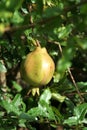 Hanging Pomegranate Fruit