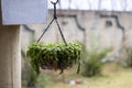 A hanging pot of a baby tears plant Royalty Free Stock Photo