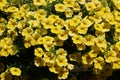 A Hanging Pot of Beautiful Yellow Primrose Flowers Royalty Free Stock Photo