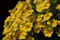 A Hanging Pot of Beautiful Yellow Primrose Flowers Royalty Free Stock Photo