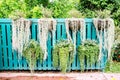 Hanging pot with flowers on green wall background Royalty Free Stock Photo