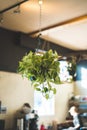 Hanging pot with golden pothos, Epipremnum aureum. Royalty Free Stock Photo