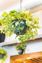 Hanging pot with golden pothos, Epipremnum aureum in a plant shop. Royalty Free Stock Photo