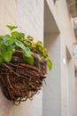 Hanging pot with yellow flowers outdoor. Street floral decoration. Outdoor mediterranean design. Basket with flowers on the wall. Royalty Free Stock Photo