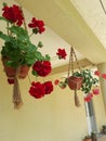 Pot of geranium hanging in Saon Monastery Royalty Free Stock Photo