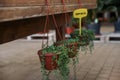 Hanging pots with Senecio plants String of Pearls on wooden table indoors