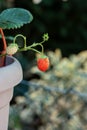 Hanging potted strawberry plant with small fruit isolated with shallow depth of field Royalty Free Stock Photo