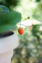 Hanging potted strawberry plant with small fruit isolated with shallow depth of field Royalty Free Stock Photo
