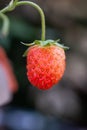 Hanging potted strawberry plant with small fruit isolated with shallow depth of field Royalty Free Stock Photo