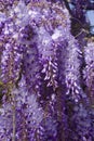 Hanging Purple Flowers