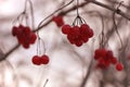 Hanging red berries of viburnum shrub in autumn at sepia background