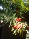 Hanging red bunch of ripe berry mountain ash. Rowan aucuparia tree