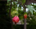 Floral Hanging Lanterns in the Garden