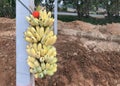 Hanging ripe banana on cement pole to make offerings to a spirit for the comfortable during building of Thai belief. Royalty Free Stock Photo