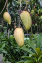 Hanging ripe mangoes on the tree close up in the garden
