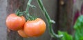 Hanging ripe red tomato