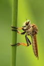Hanging Robber Fly Royalty Free Stock Photo