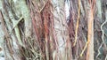 Hanging roots of banyan tree that twist to form a unique pattern Royalty Free Stock Photo