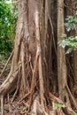 Hanging roots of an exotic tropical tree Royalty Free Stock Photo