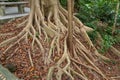 Hanging roots of an exotic tropical tree Royalty Free Stock Photo
