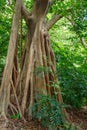 Hanging roots of an exotic tropical tree Royalty Free Stock Photo