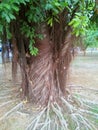 Hanging roots and folding roots of young weeping fig ficus benjamina in the garden. Royalty Free Stock Photo