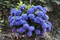 The hanging round shape of Bigleaf hydrangea blue flowers Royalty Free Stock Photo