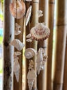 Hanging seashells