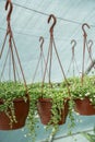 Hanging Senecio Rowleyanus commonly known as a string of pearls. Succulent. Greenhouse, floral shop