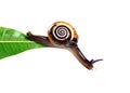 Hanging snail Royalty Free Stock Photo