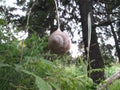 Hanging snail Royalty Free Stock Photo