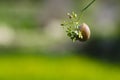 The Hanging Snail Royalty Free Stock Photo