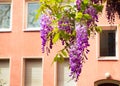 Hanging Spring Wisteria Flowers