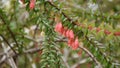 Hanging stem of Agapetes Serpens with red flowers