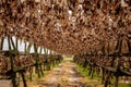 Hanging stockfish cod heads drying in the sun on a wooden construction Royalty Free Stock Photo
