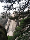 Hanging Stone pine tree fog