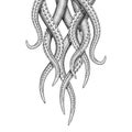 Hanging Tentacle Illustration in a traditional etched style