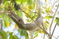 Hanging Three-toed Sloth Royalty Free Stock Photo