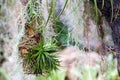 Hanging tiny Tillandsia and spanish moss decoration in garden Royalty Free Stock Photo