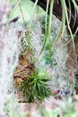 Hanging tiny Tillandsia and spanish moss decoration in garden Royalty Free Stock Photo