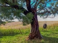 Hanging tire swing on a large beautiful tree. Royalty Free Stock Photo