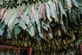 Hanging Tobacco leaves Royalty Free Stock Photo