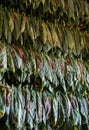 Hanging Tobacco leaves Royalty Free Stock Photo