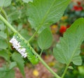 A Hanging Tomato / Tobacco Hornworm as host to parasitic braconid wasp eggs