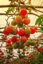 Hanging tomatoes ripening in greenhouse Royalty Free Stock Photo