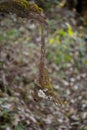 Hanging tree branch covered with moss Royalty Free Stock Photo