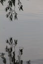 Hanging tree branch reflection on the water Royalty Free Stock Photo