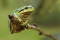 Hanging tree frog Royalty Free Stock Photo